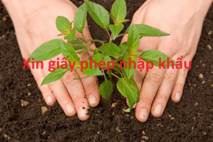 Giấy phép nhập khẩu giống cây trồng nông nghiệp