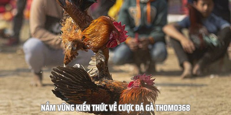 Học hỏi kinh nghiệm cá cược đá gà thomo368 từ các cao thủ và chuyên gia